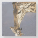 Buscar áfrica posavasos Safari