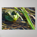 Buscar rana verde posters Animales