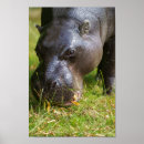 Buscar pigmeo posters Hipopótamo