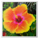 Buscar foto de la flor azulejos Naturaleza