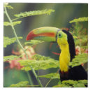 Buscar pájaros exóticos azulejos Colorido