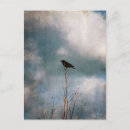 Buscar cuervo en árbol postales Vintage