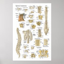 Buscar espina dorsal arte Anatomía