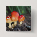 Buscar setas chapas Bosque