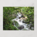 Buscar recuerdo de puerto rico postales Selva tropical