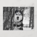 Buscar huskie postales General y unisex