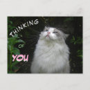 Buscar peludo postales Para todos