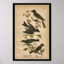 Buscar flycatcher posters Vintage