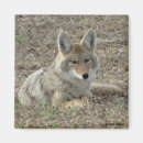 Buscar coyotes imanes Caninas