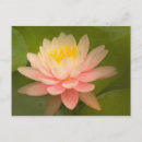 Buscar gota de lluvia postales Rosa