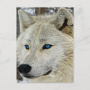 Buscar lobos blancos postales General y unisex