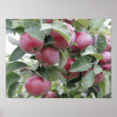 Buscar manzanas rojas posters Otoño