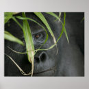 Buscar primate posters Vida salvaje
