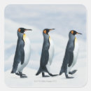 Buscar pingüino de rey pegatinas Naturaleza