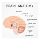 Buscar órganos humanos posters Cerebro humano