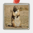 Buscar roedor decoracion Animal