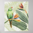 Buscar pájaro tropical posters Acuarela
