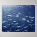 Buscar pescados posters Criaturas del sealife