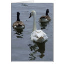 Buscar cisne tarjetas Río