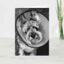 Buscar schnauzer fotografía General y unisex