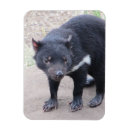 Buscar tasmano Animales