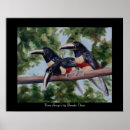 Buscar pájaros negros posters Fauna
