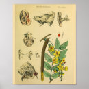 Buscar plantas medicinales arte Vintage