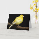 Buscar canario tarjetas Animal