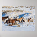 Buscar manada de caballos posters Caballo salvaje