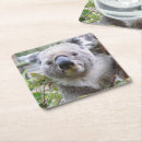 Buscar koala en árbol posavasos Oso