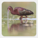 Buscar ibis pegatinas Vida silvestre