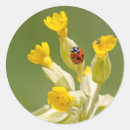 Buscar ladybug pegatinas Insecto