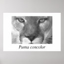 Buscar puma posters Catamount