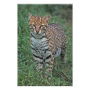 Buscar peligro fotografía Felino