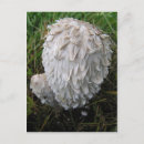 Buscar seta postales Hongos