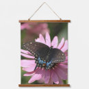 Buscar swallowtail fotografía Cola de golondrina