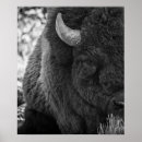 Buscar del bisonte posters Moderno