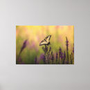Buscar mariposas lienzos Para todos