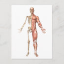 Buscar sistema muscular postales Cuerpo