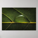 Buscar gota de agua posters Planta