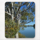 Buscar koalas alfombrillas de raton Australia