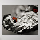 Buscar mariquita posters Macro