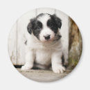 Buscar border collie imanes Perrito