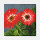 Buscar gerbera imanes Jardín