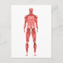 Buscar sistema muscular postales Vista frontal