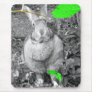 Buscar conejos fotografía Pascua
