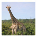 Buscar árbol de vida posters Animal