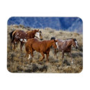 Buscar milla imanes Caballo cuarto de milla