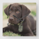 Buscar labrador retriever relojes de pared Perro