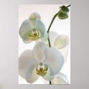 Buscar orquídeas posters Para ella
